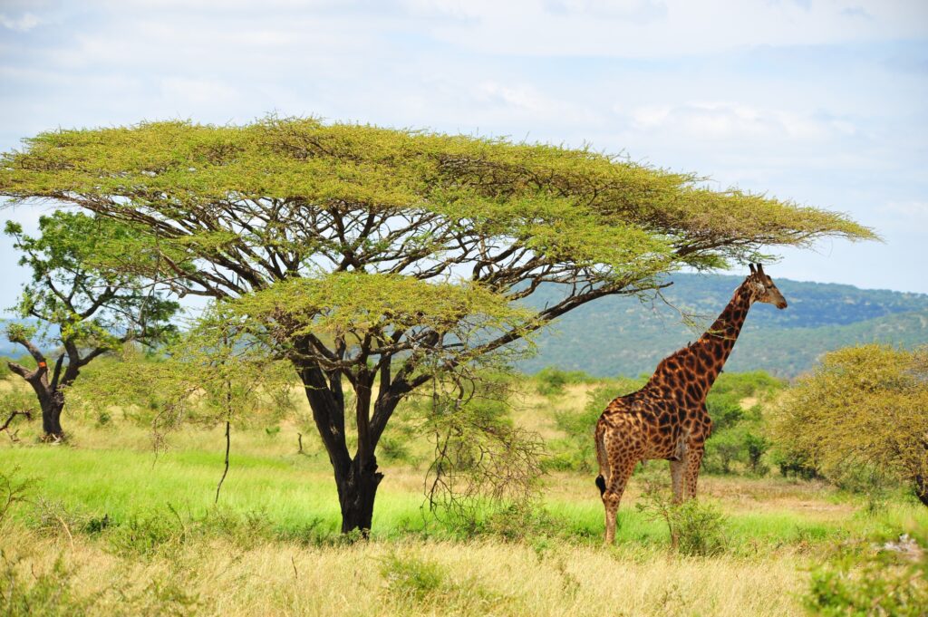 Hluhluwe-Imfolozi National Park