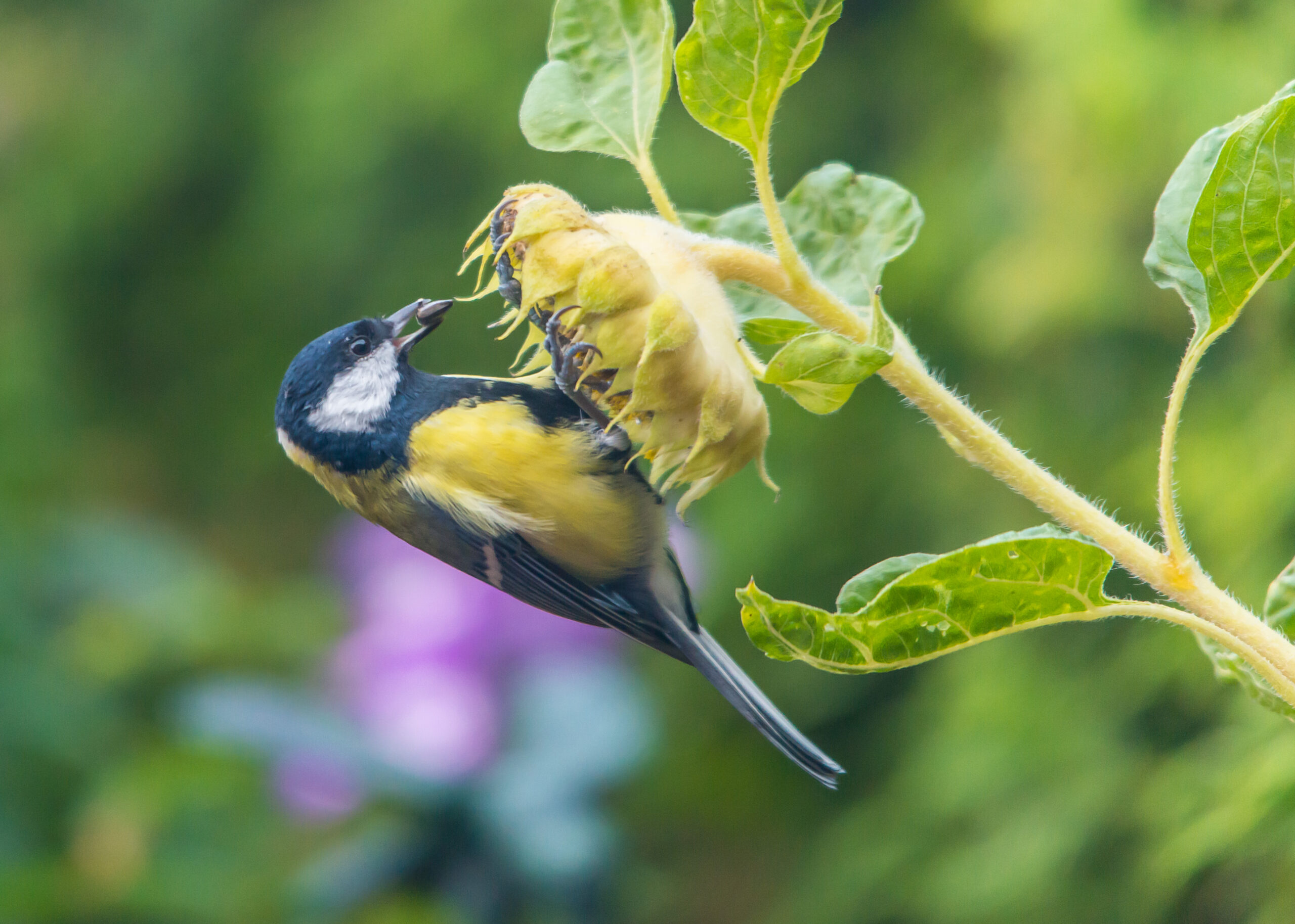 Great Tit: a clever fellow