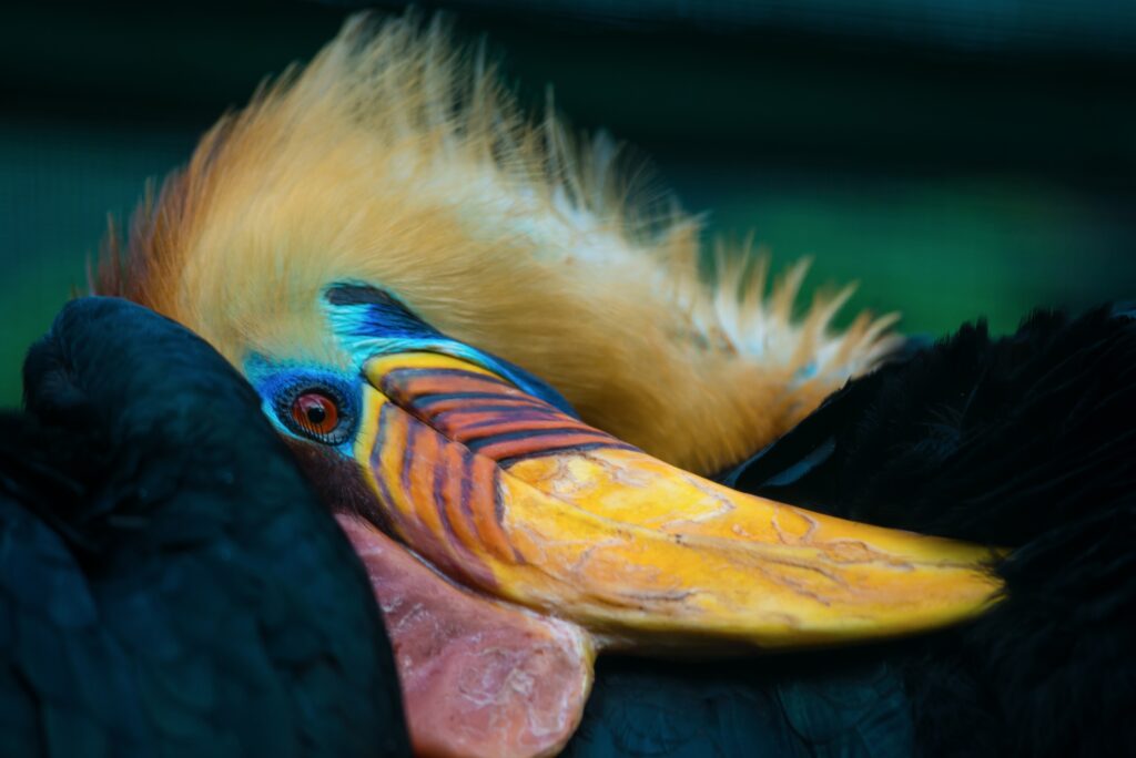 Weltvogelpark Walsrode