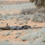 Kalahari Transfrontier National Park