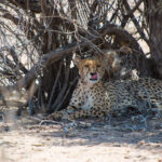 Kalahari Transfrontier National Park