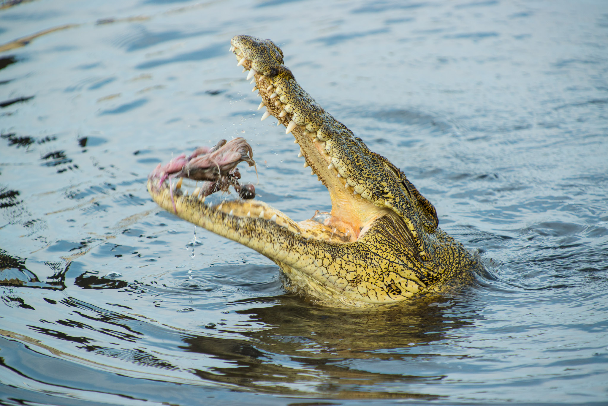 Nile Crocodile, Chobe Riverfront
