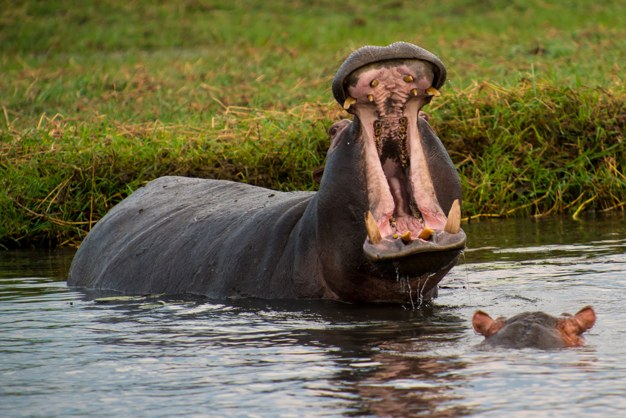 Hippo, Chobe Riverfront