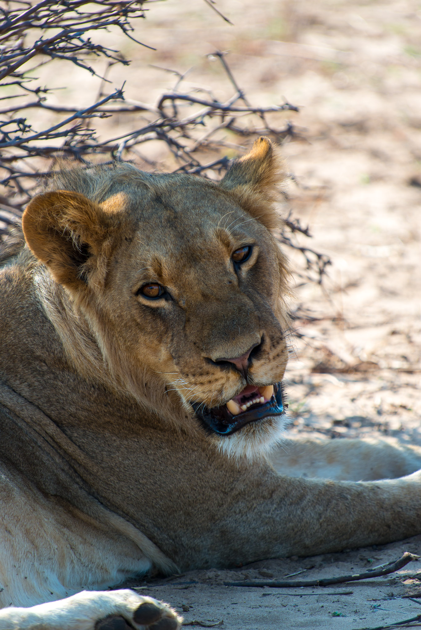 Lion, Chobe Riverfront
