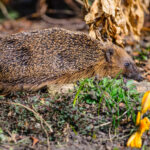 hedgehog