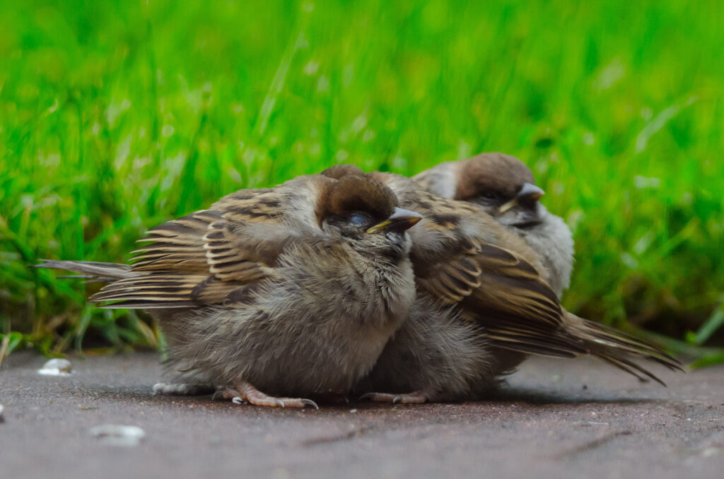 Springwatch!