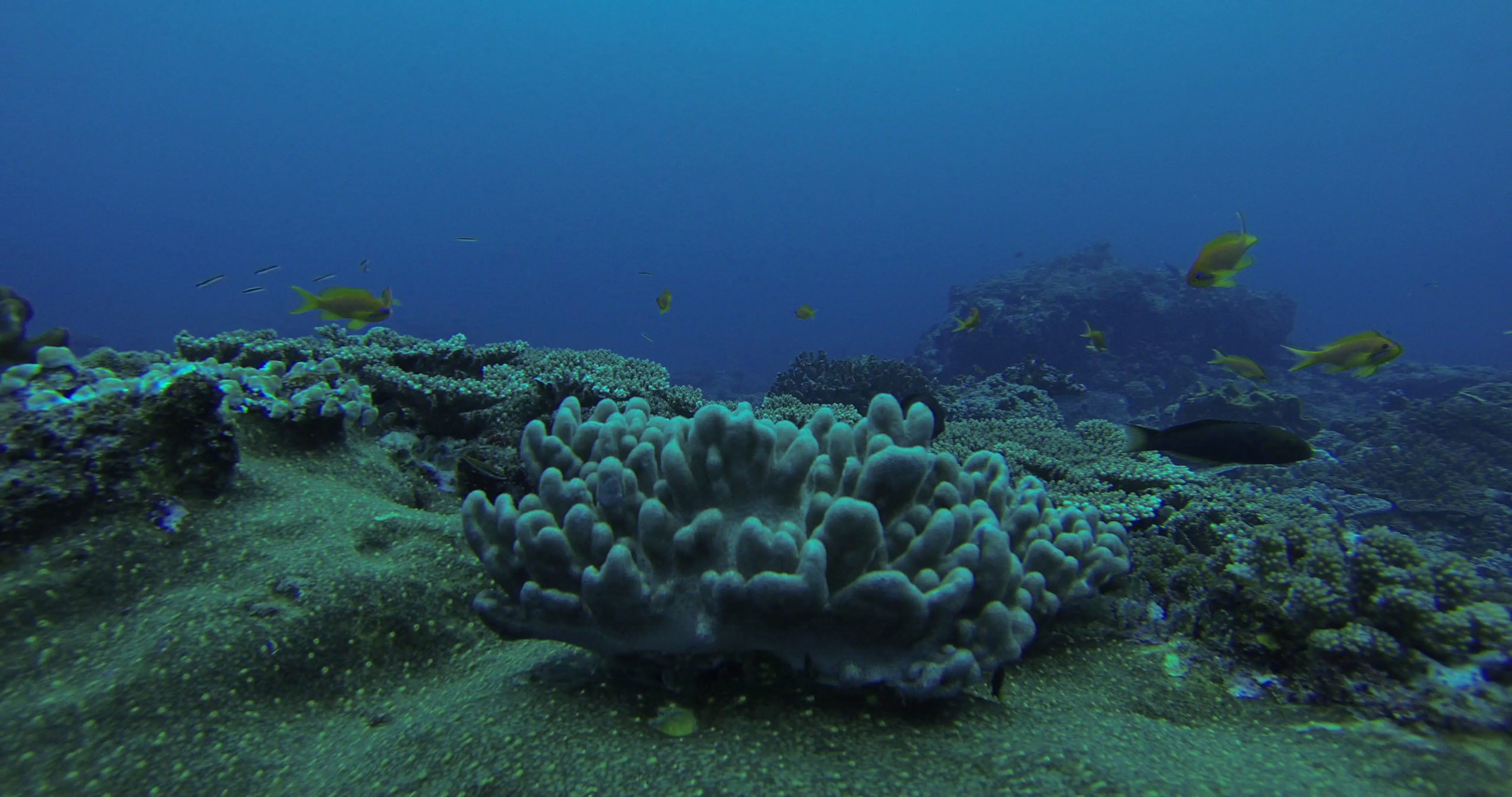 Diving in South Africa