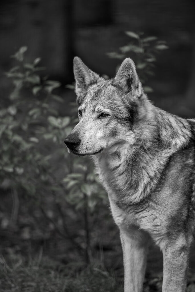 Wolfs of Dörverden