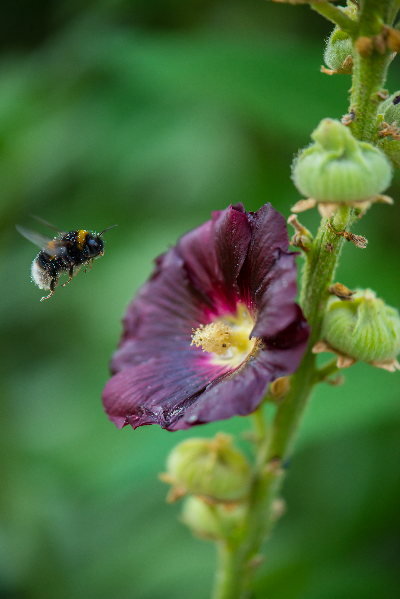 Bumblebees in our garden