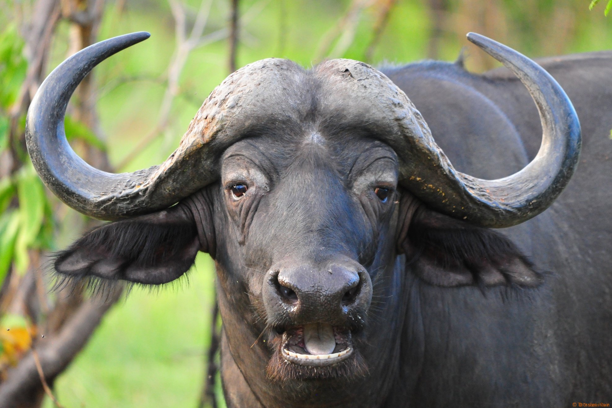 buffalo-1 – Thorsten Klein Photography