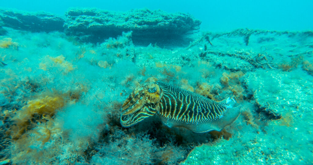 Diving Gran Canaria