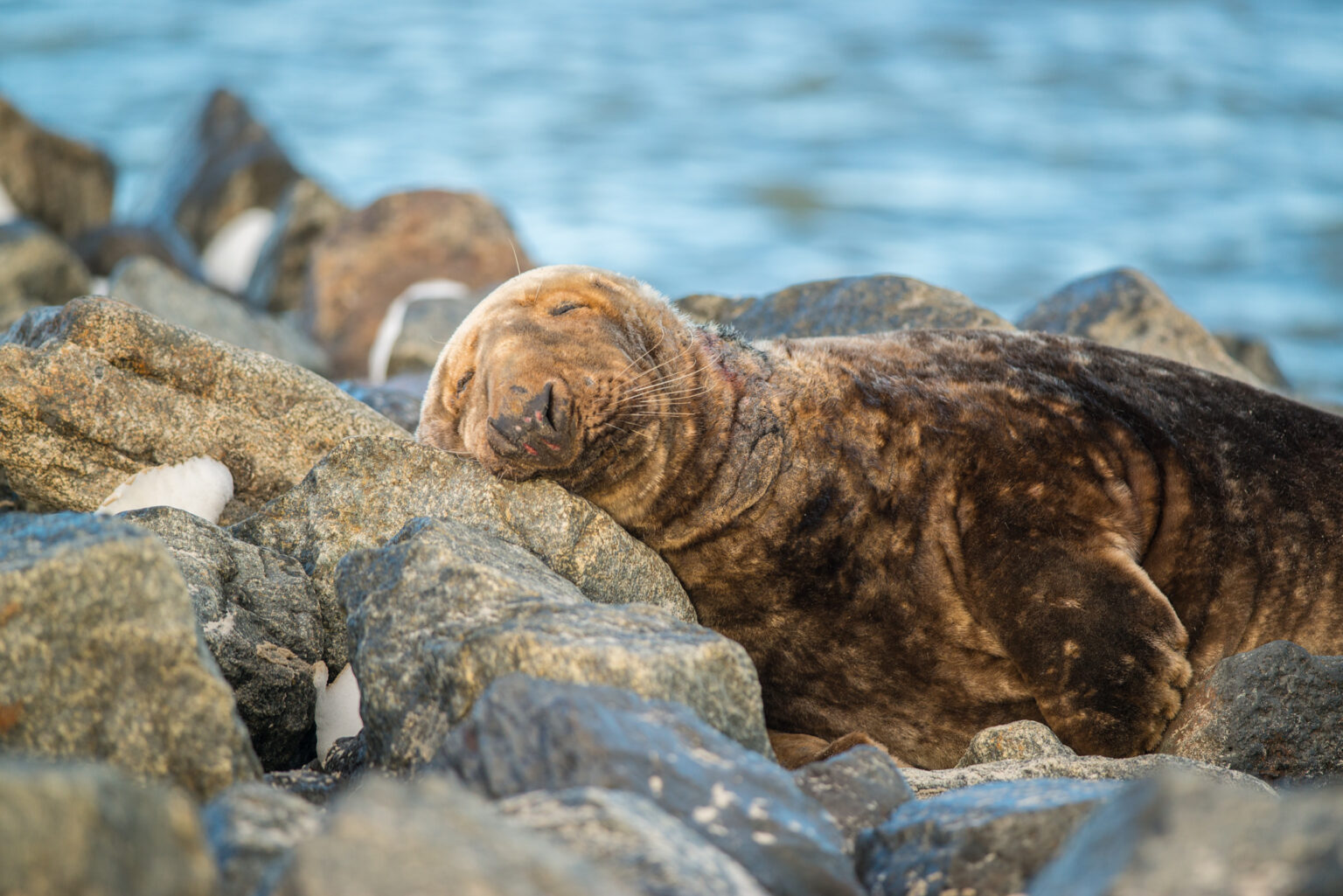 Helgoland Grey Seals Thorsten Klein Photography