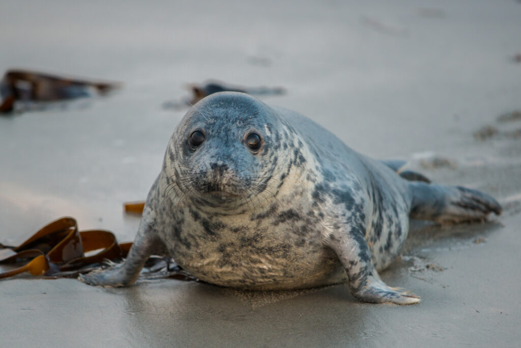 Helgoland Grey Seals