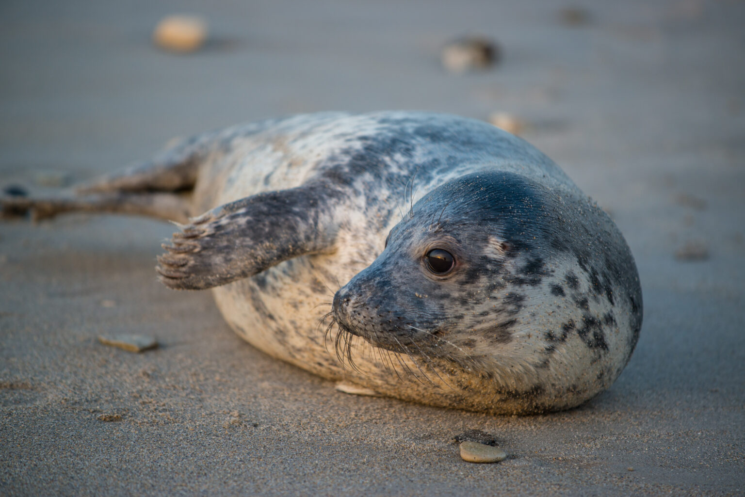 Helgoland Grey Seals Thorsten Klein Photography