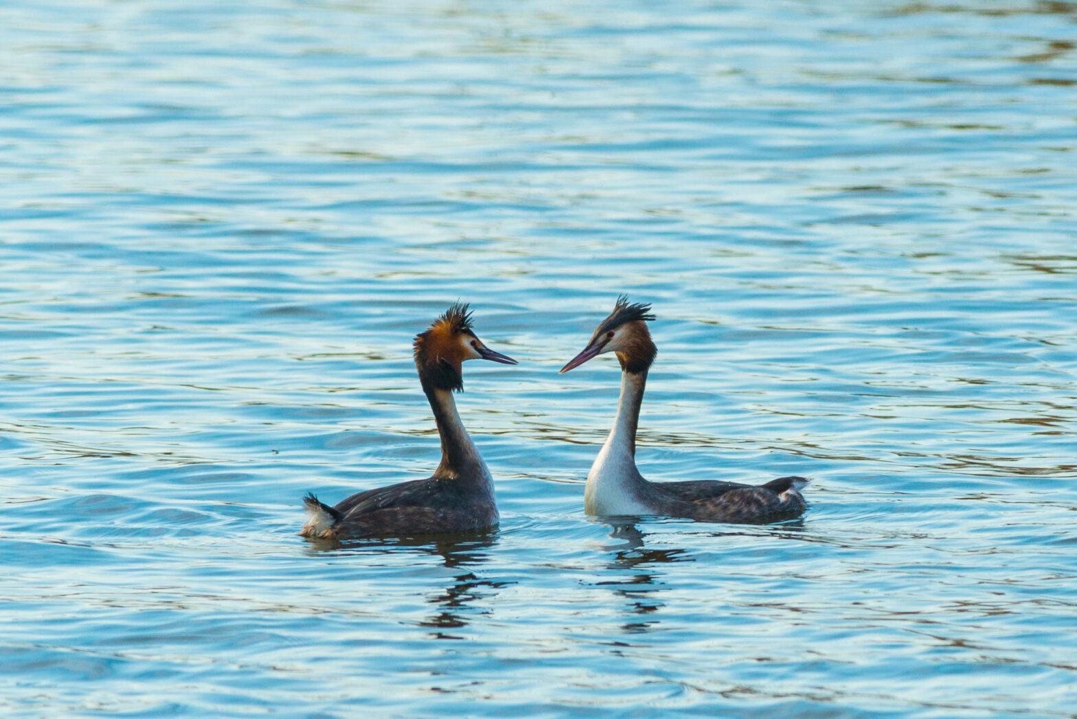 Great crested grebe