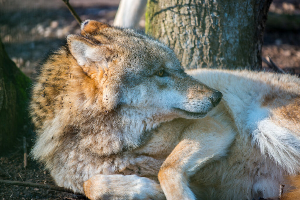 Wolfs of Dörverden, revisited