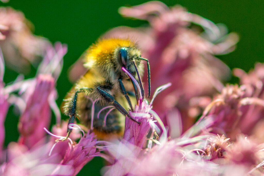 Late summer garden impressions and bumblebees