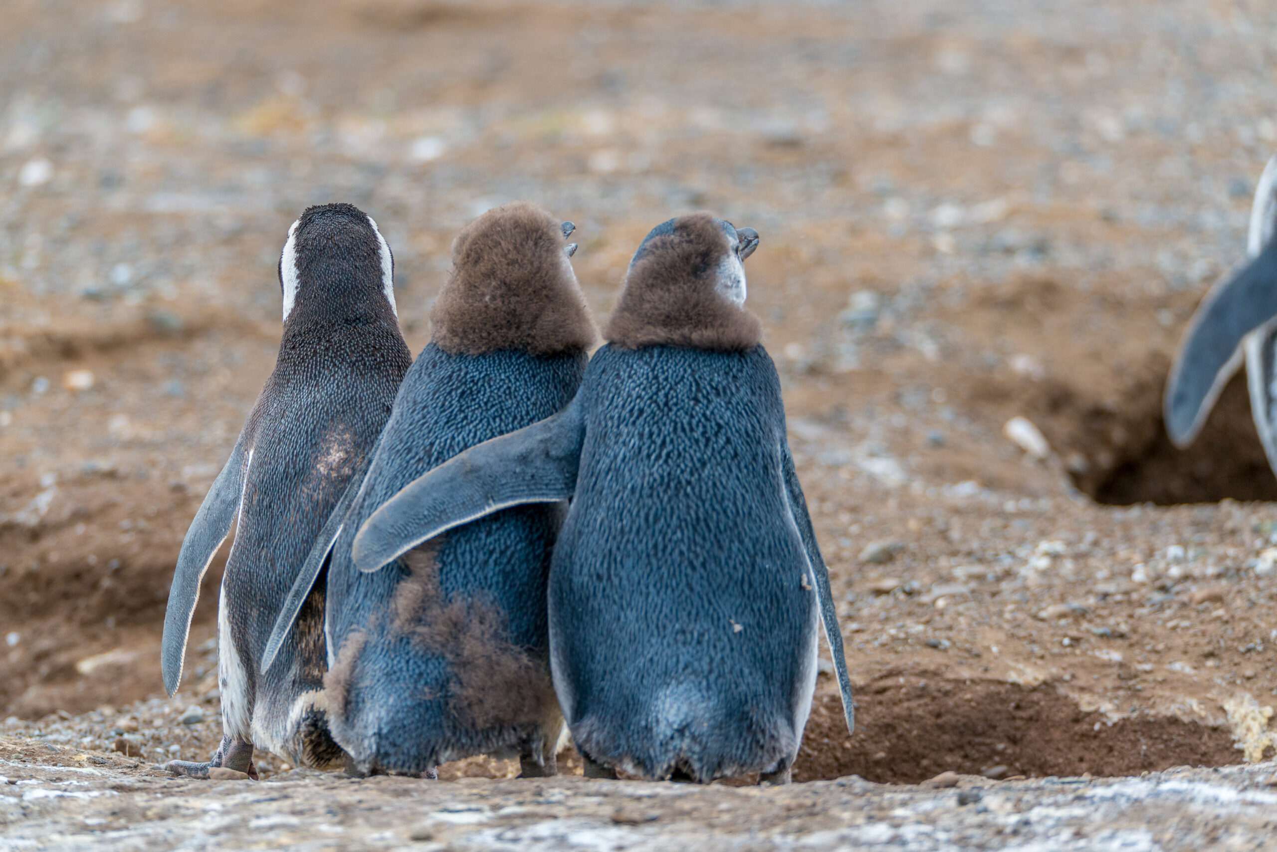 Magellanic penguin, Isla Magdalena, Chile