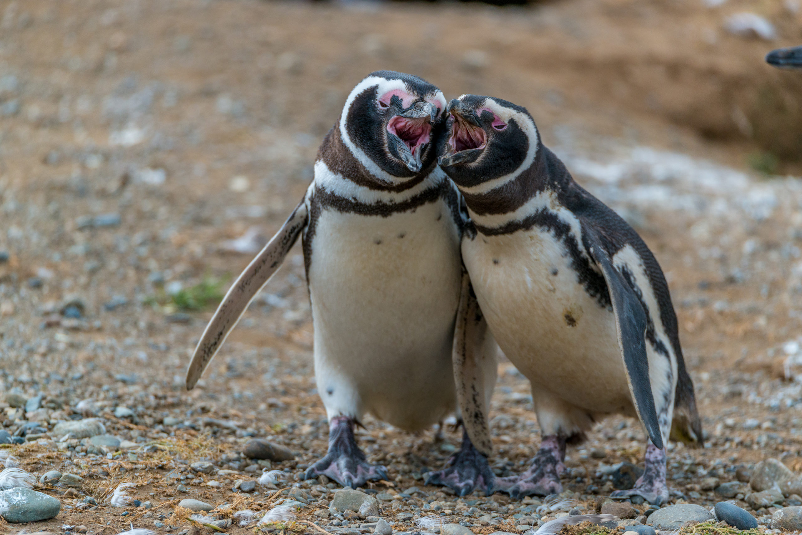 Magellanic penguin, Isla Magdalena, Chile