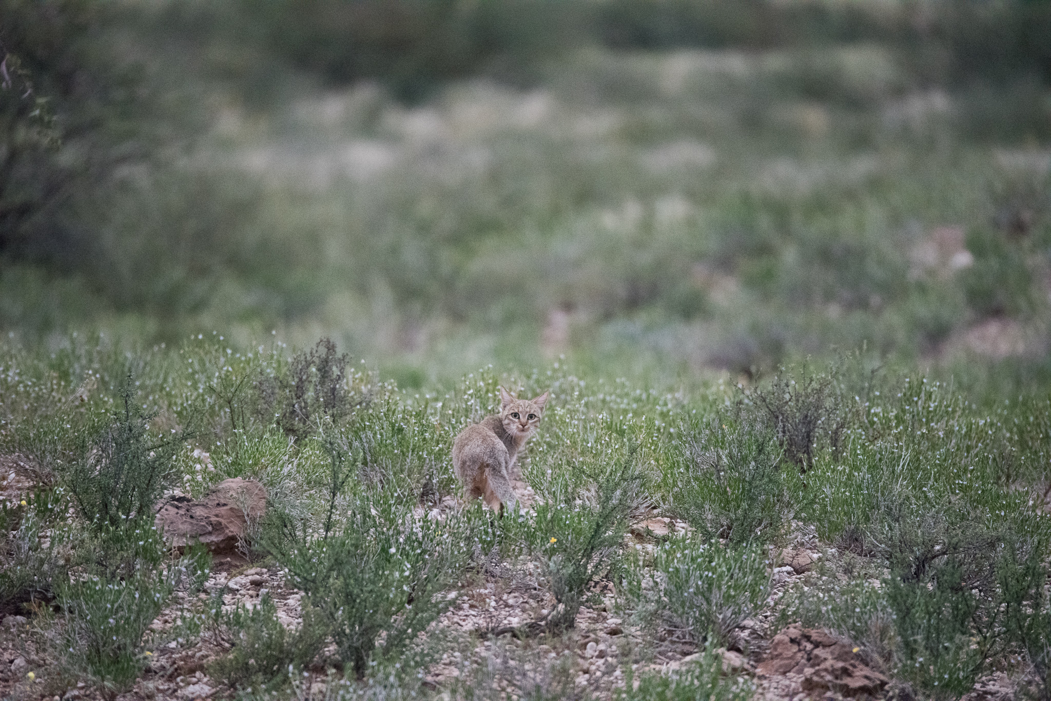 Kalahari cats