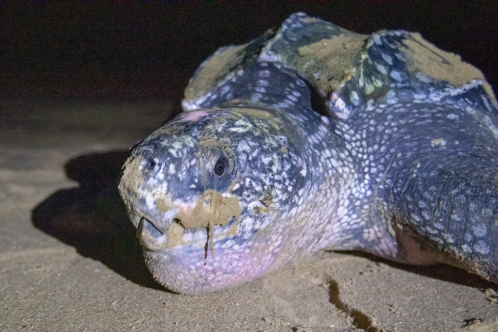 Leatherback sea turtle