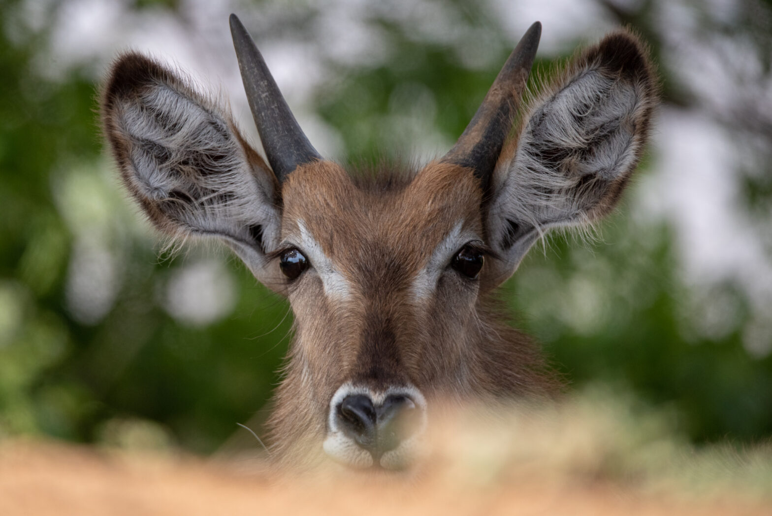 South Africa and Swaziland – Christmas trip 2018 – Thorsten Klein ...