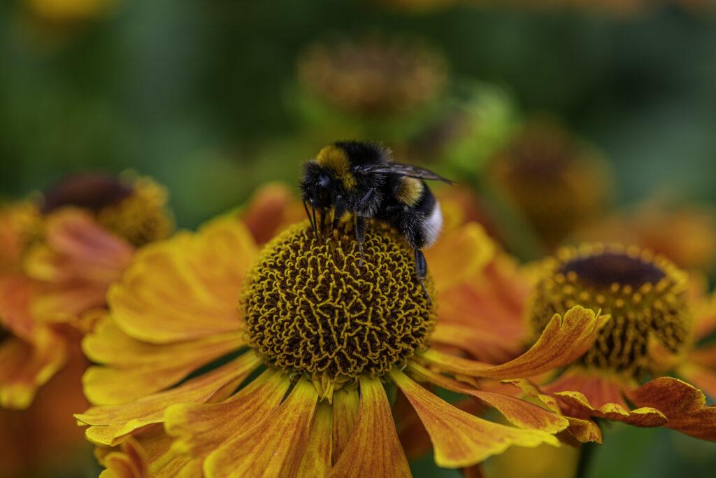 Garten Moorriem