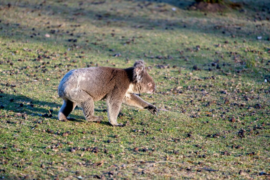 South Australia & Victoria