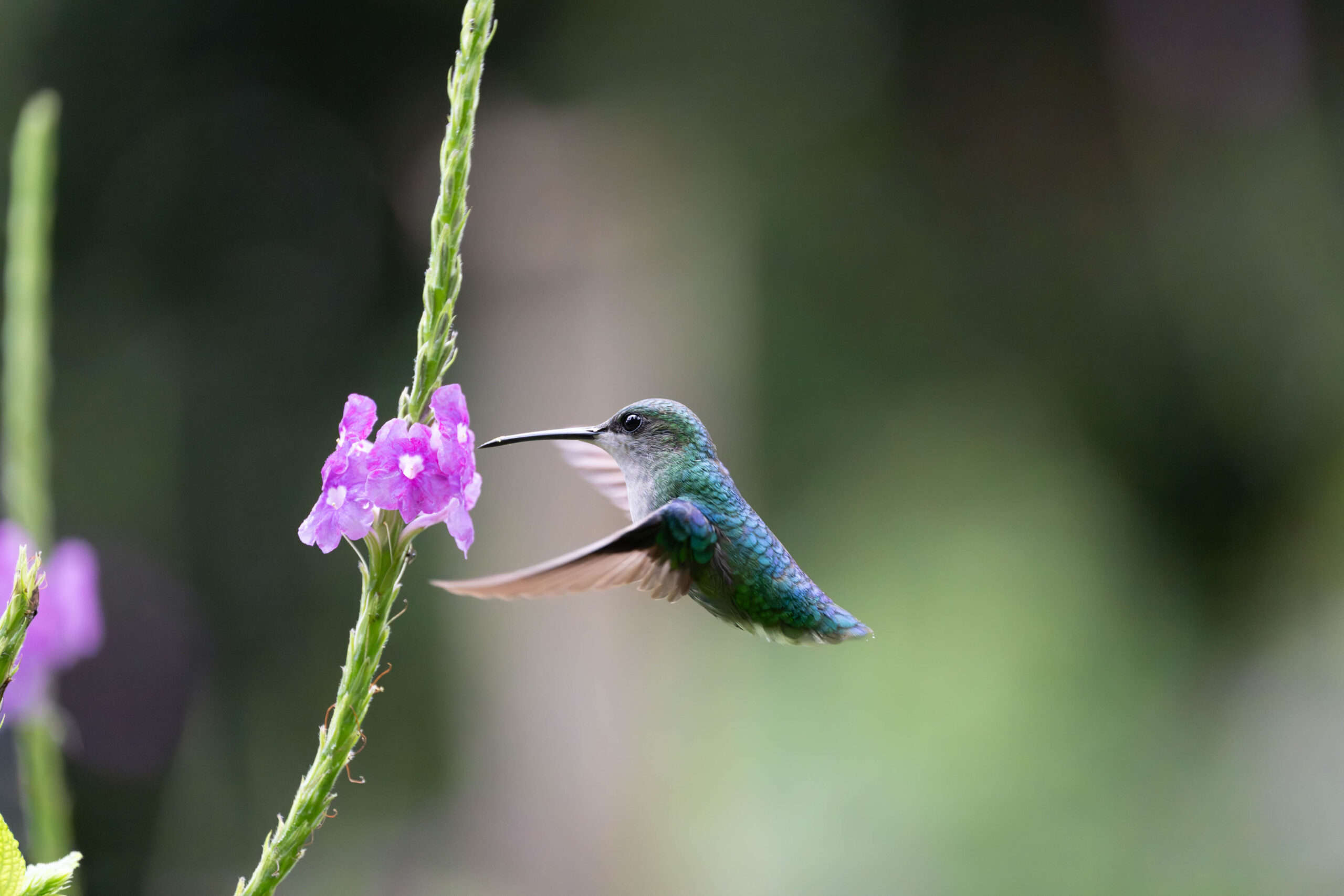 Hummingbirds, Costa Rica