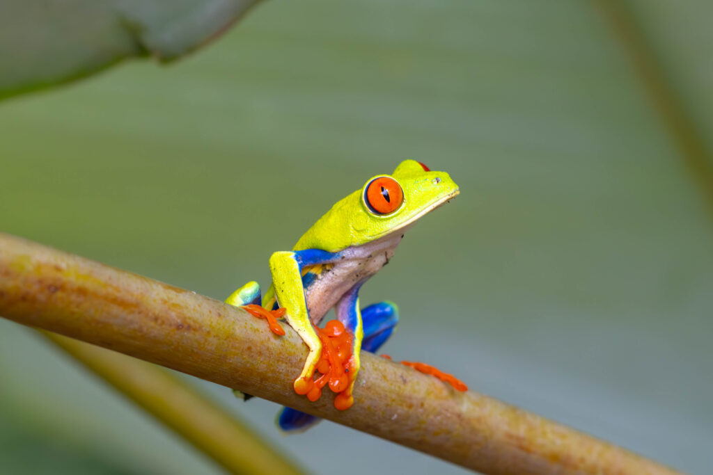 Braulio Carrillo, Costa Rica