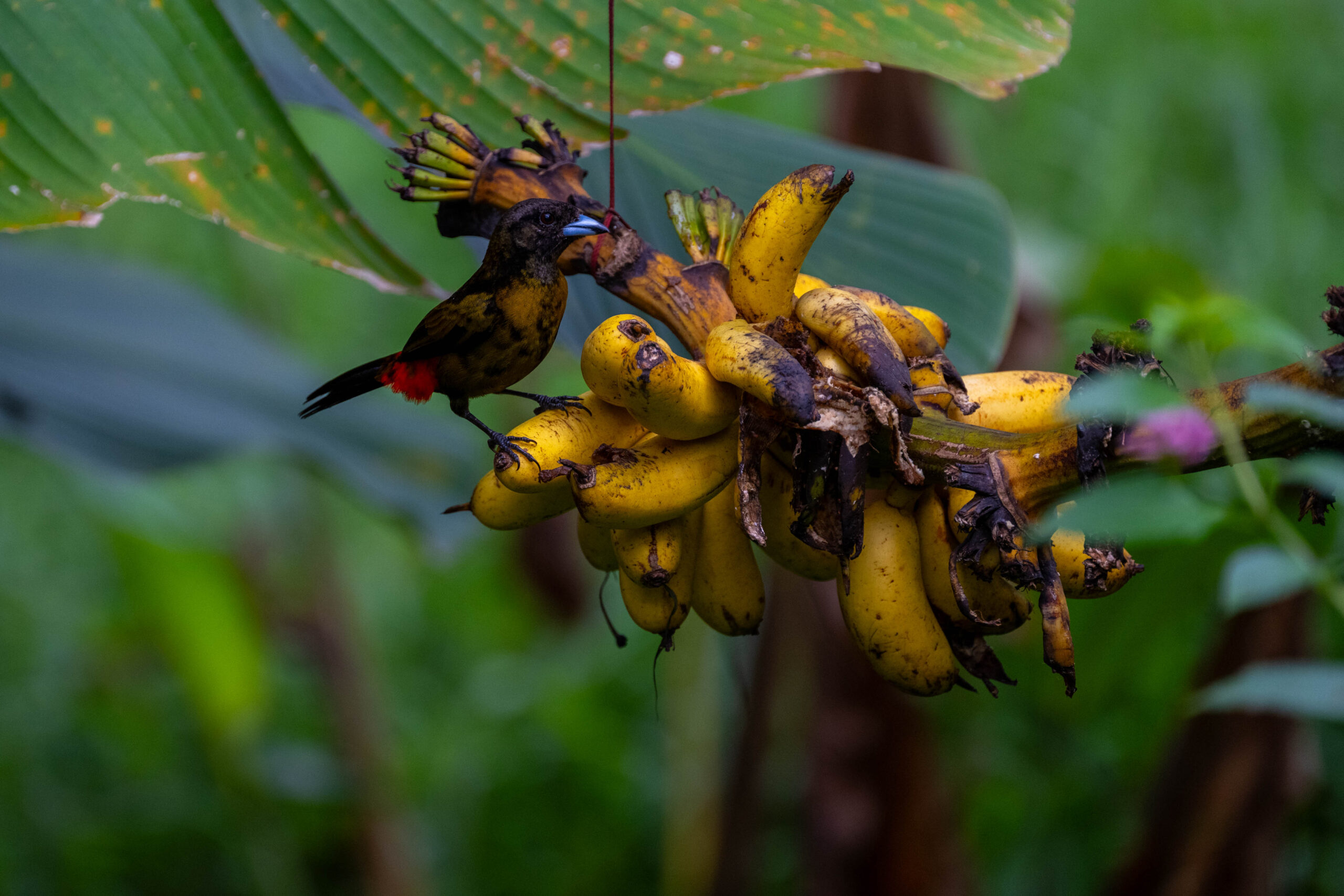 La Tigra, Costa Rica