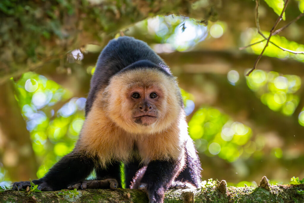 Monte Verde, Costa Rica